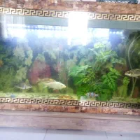 آکواریوم|ماهی|پرند, فاز ۳|دیوار