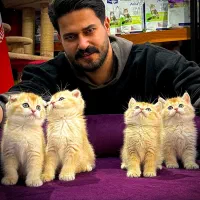 گوربه کده گربه های اسکاتیش و بریتش