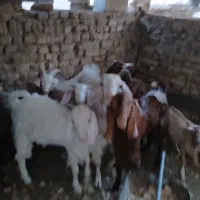 انواع گوسفندبزوکره میش|حیوانات مزرعه|اردکان, |دیوار