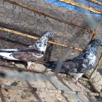 کله ای و کله دمبی پرشی