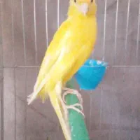 قناری لیموی نر