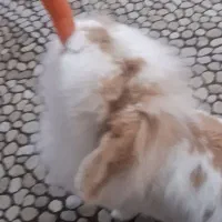 خرگوش لوپ|موش و خرگوش|تهران, امانیه|دیوار