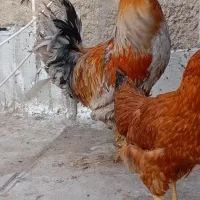 خروس پر پا|حیوانات مزرعه|نسیمشهر, |دیوار