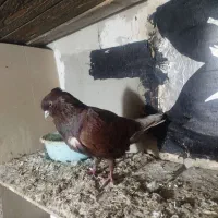 کبوتر پرشی|حیوانات|گرگان, |دیوار