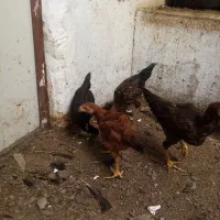 جوجه مرغ|پرنده|مشهد, ویلاشهر|دیوار