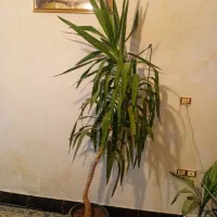 گل طبیعی یوکا ۲۰ ساله