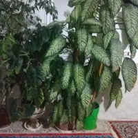 گل طبیعی|گل و گیاه طبیعی|میان جلگه, |دیوار