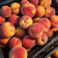 هلو فقط امروز کیلو 90