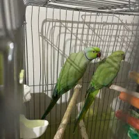 طوطی ملنگو نرو ماده به ضمانت تخم بالغ