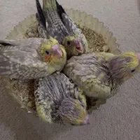 جوجه عروس هلندی سرلاکی
