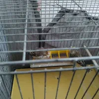 فروش سیره قناری|پرنده|سقز, |دیوار