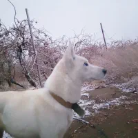 سگ هاسکی یخی|سگ|رباط‌کریم, رباط‌کریم|دیوار