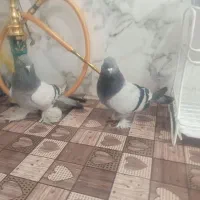 جفت ترکیه اویناغ