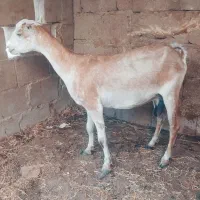 کهره جمولی  اوس 3ماه در خونه ای
