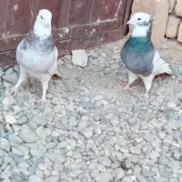 کبوتر طوقی|پرنده|ورزنه, |دیوار