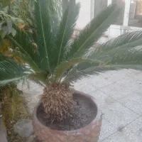 سیکاس ده ساله