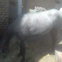 فروش اسب|اسب و تجهیزات اسب‌سواری|بوئین و میاندشت, |دیوار