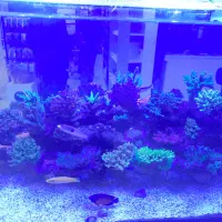 نمک اکواریوم