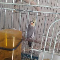 عروس هلندی سینامون|پرنده|یاسوج, |دیوار