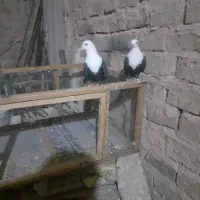 کبوترجفتی|پرنده|سبزوار, قصبه شرقی|دیوار