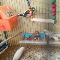 فنچ|پرنده|شیراز, وصال|دیوار