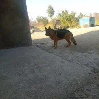 ژرمن ماده