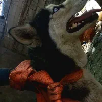 سگ هاسکی