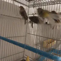 ۶ تا ماده قناری تک