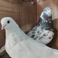 کبوتر تهرونی سرخ و کلاغ سبز چینی|پرنده|مشهد, گاز|دیوار