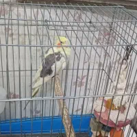 عروس هلندی
