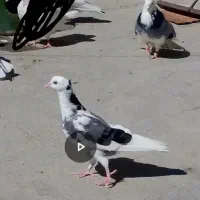 شازد ه سبز طلا چشم سیاه با جوجش|پرنده|قدس, شهرقدس|دیوار
