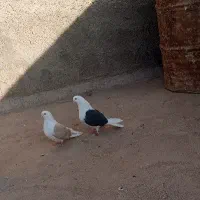 کفتر|پرنده|زارچ, |دیوار