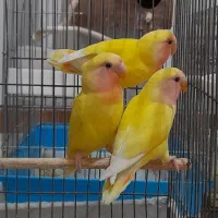 طوطی|پرنده|اصفهان, رکن الدوله شرقی|دیوار