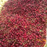 نیرو وارد برای تره بار‌