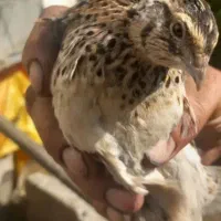 فروش بلدرچین در تالش و سهره خاکسری