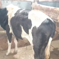 ورزاکوله چالوسی