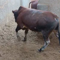 ۲راس گوساله چاقسرکداراجری|حیوانات مزرعه|پیشوا, |دیوار