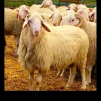 بره نر پایه پلوار