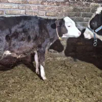 گوساله نر سیمینتال مونت بیلیاردی