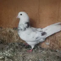 کفتر تن کردنی مایه کفتر|پرنده|پاکدشت, حصار امیر|دیوار