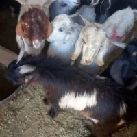 فروش تعدادی کهره نر|حیوانات مزرعه|نیر (یزد), |دیوار