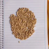 جو خارجی|حیوانات مزرعه|فیروزآباد (فارس), |دیوار