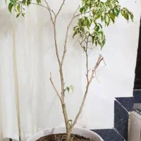 گل بنجامین|گل و گیاه طبیعی|اردبیل, |دیوار