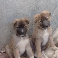 قدرجونی اصل ۷۰روزه ، واکسن خورده