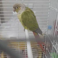 گرینچیک سخن گو ۸ماهه