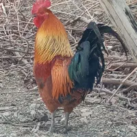 خروس گلین ذرتی