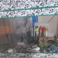 آکواریوم|ماهی|تاکستان, |دیوار