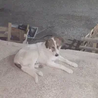 توله سگ سرابی نر نگهبان و گله|سگ|ساوه, |دیوار