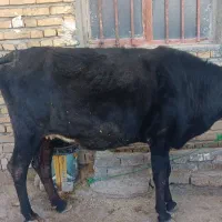 گاو محلی آبستن