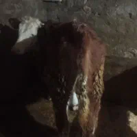 گوساله ماده|حیوانات مزرعه|دهگلان, |دیوار